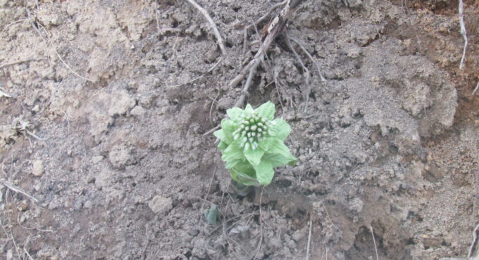 お住まいサポート　自然災害調査士